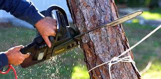 Best Arborist Consultation Services  in Cheval, FL