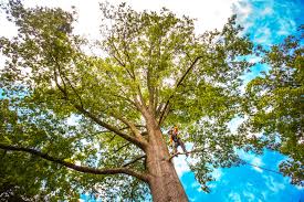 Leaf Removal in Cheval, FL