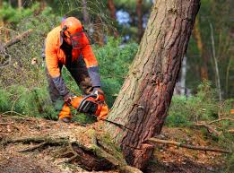 Trusted Cheval, FL  Tree Services Experts