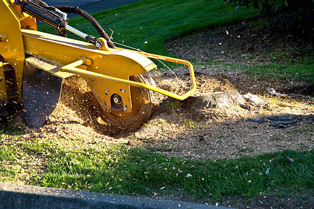 Lawn Grading and Leveling in Cheval, FL