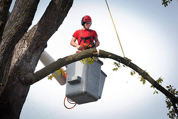 Best Emergency Tree Removal  in Cheval, FL